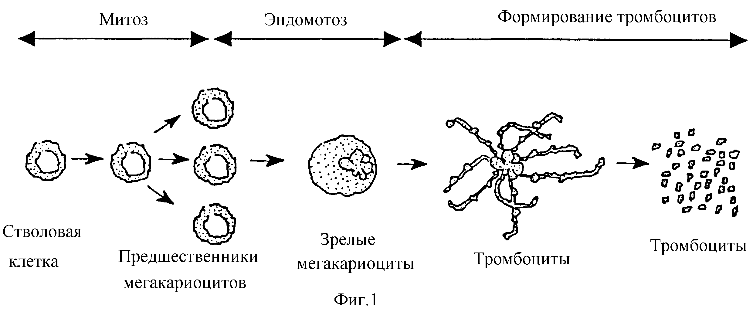 Зрелый эритроцит собаки сколько хромосом. Тромбоцитопоэз схема. Схема образования тромбоцитов. Мегакариоцитопоэз Тромбоцитопоэз. Тромбоциты мегакариоциты.