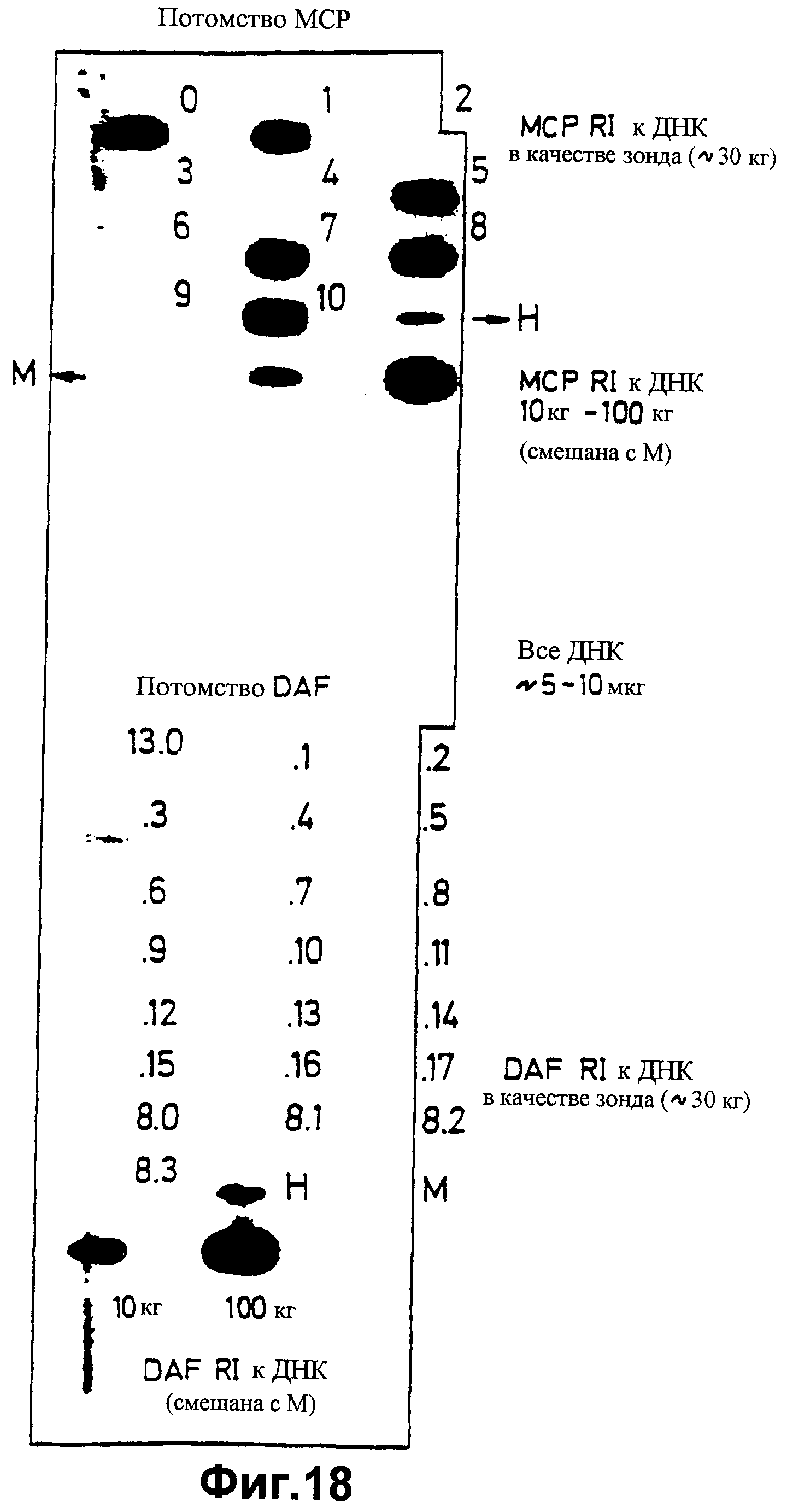 СПОСОБ ПОЛУЧЕНИЯ ТРАНСГЕННОГО ЖИВОТНОГО. Патент № RU 2252533 МПК A01K67/027  | Биржа патентов - Московский инновационный кластер