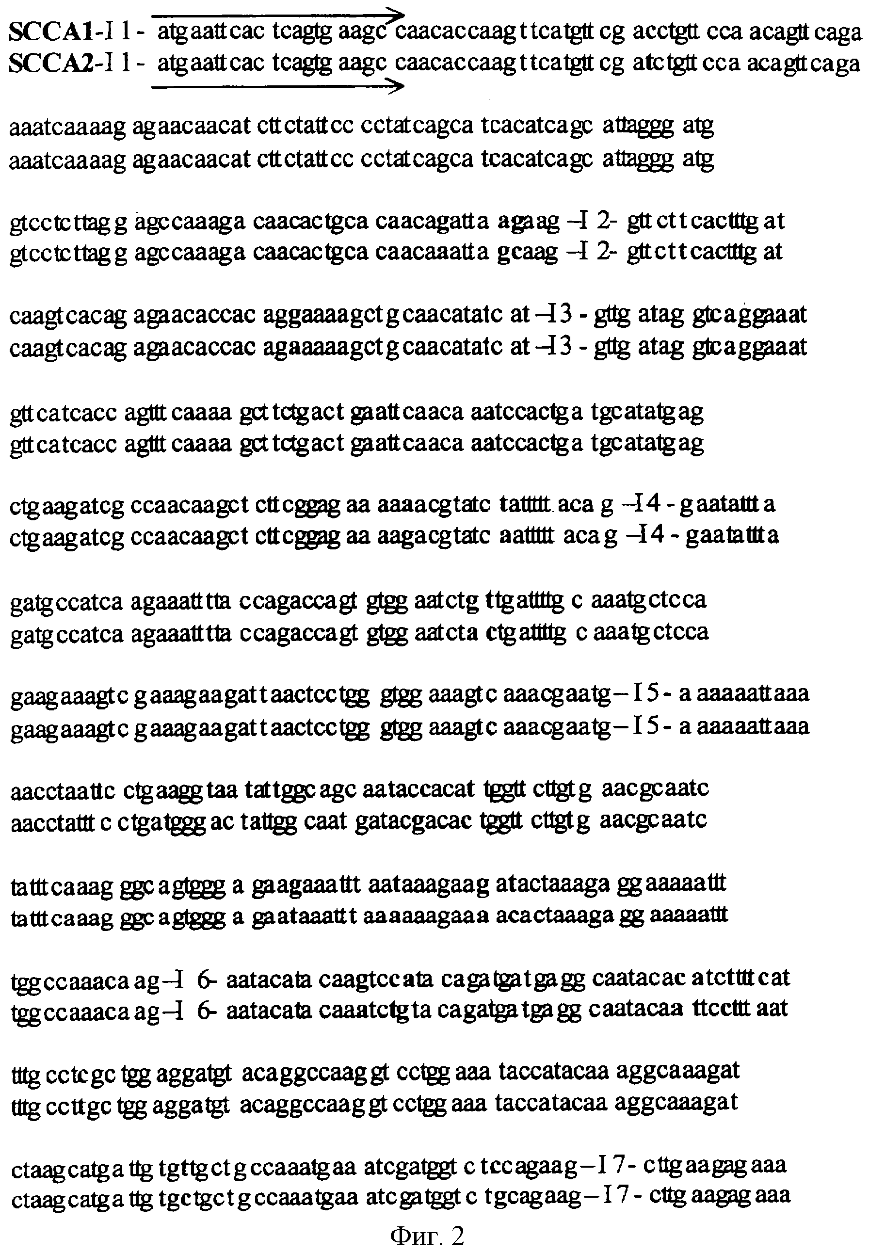 СЛИТЫЙ ТРАНСКРИПТ РЕАРАНЖИРОВАННЫХ ГЕНОВ SCCA1 И SCCA2, КОДИРУЮЩАЯ ЕГО  ПОСЛЕДОВАТЕЛЬНОСТЬ ДНК И ЭКСПРЕССИРУЮЩАЯ ПЛАЗМИДА (ВАРИАНТЫ). Патент № RU  2288269 МПК C12N15/62 | Биржа патентов - Московский инновационный кластер