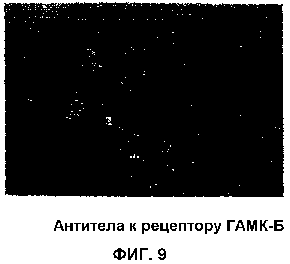 ПОЛУЧЕНИЕ ГАМКергических НЕЙРОНОВ in vitro ИЗ ЭМБРИОНАЛЬНЫХ СТВОЛОВЫХ  КЛЕТОК И ИХ ПРИМЕНЕНИЕ ПРИ ЛЕЧЕНИИ НЕВРОЛОГИЧЕСКИХ РАССТРОЙСТВ. Патент № RU  2380410 МПК C12N5/0793 | Биржа патентов - Московский инновационный кластер