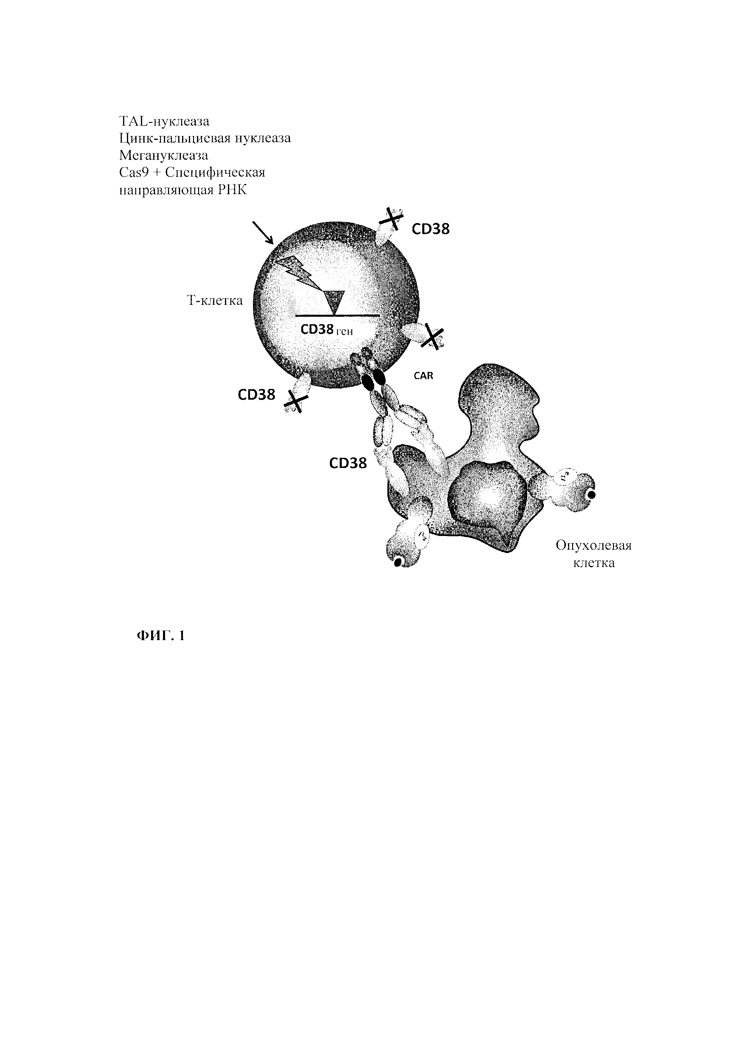 КЛЕТКИ ДЛЯ ИММУНОТЕРАПИИ, СКОНСТРУИРОВАННЫЕ ДЛЯ НАЦЕЛИВАНИЯ НА АНТИГЕН,  ПРИСУТСТВУЮЩИЙ ОДНОВРЕМЕННО НА ИММУННЫХ КЛЕТКАХ И НА ПАТОЛОГИЧЕСКИХ  КЛЕТКАХ. Патент № RU 2714258 МПК A61K35/17 | Биржа патентов - Московский  инновационный кластер