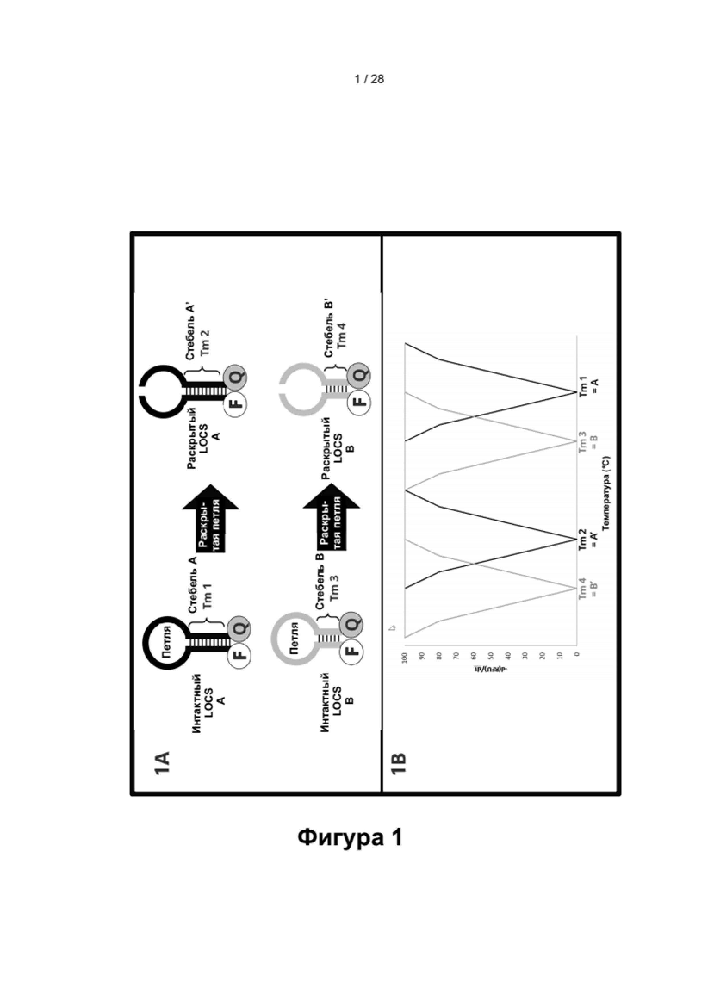 МУЛЬТИПЛЕКСНОЕ ОБНАРУЖЕНИЕ НУКЛЕИНОВЫХ КИСЛОТ. Патент № RU 2783946 МПК  C12Q1/68 | Биржа патентов - Московский инновационный кластер