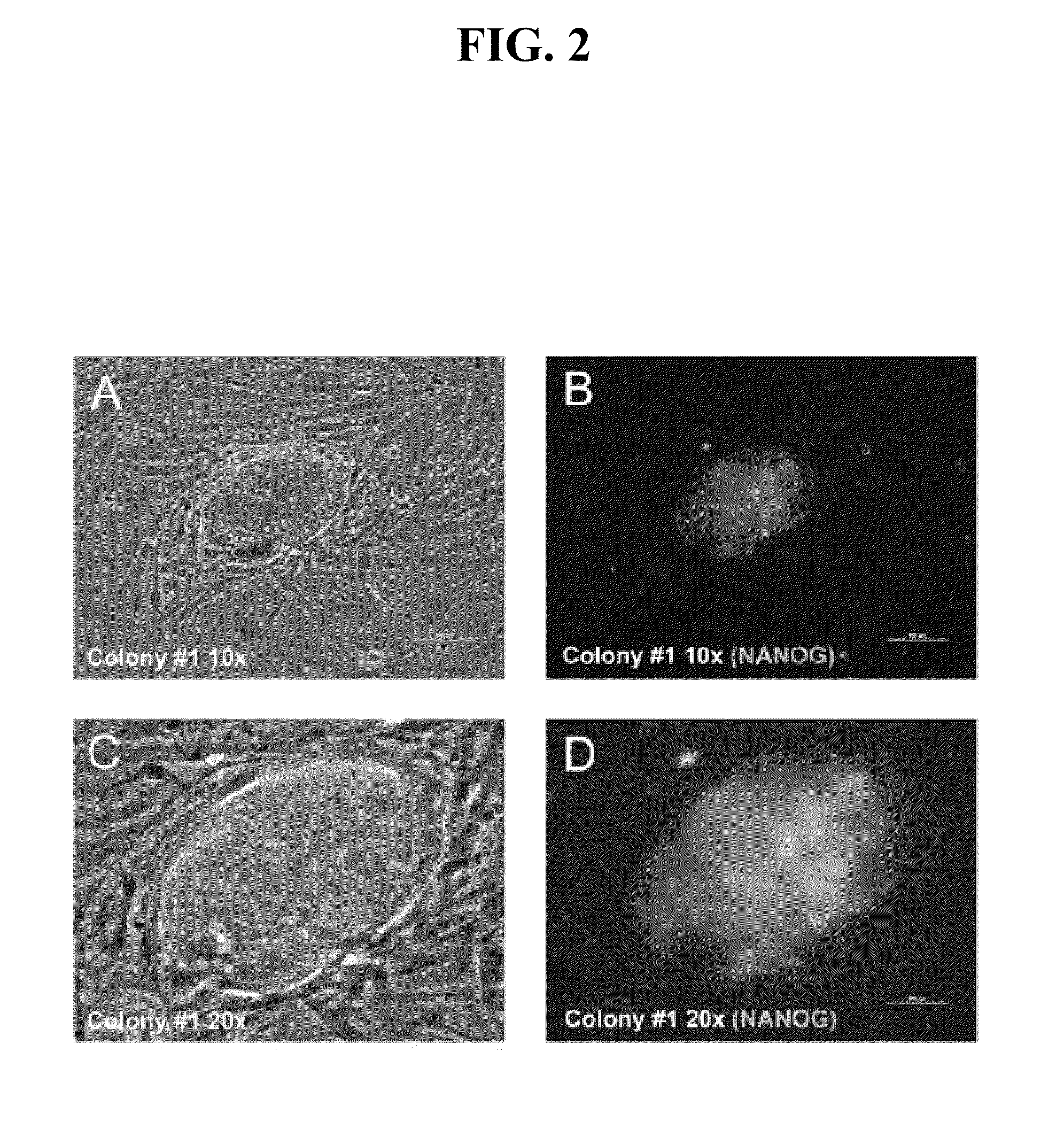 RNA PREPARATIONS COMPRISING PURIFIED MODIFIED RNA FOR