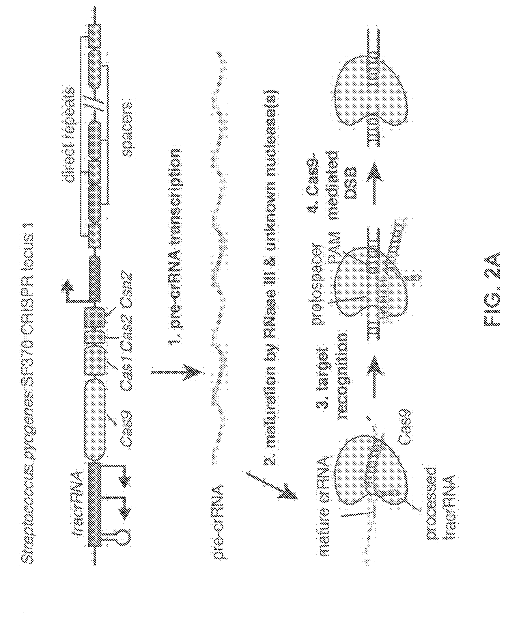 DELIVERY AND USE OF THE CRISPR CAS SYSTEMS VECTORS AND