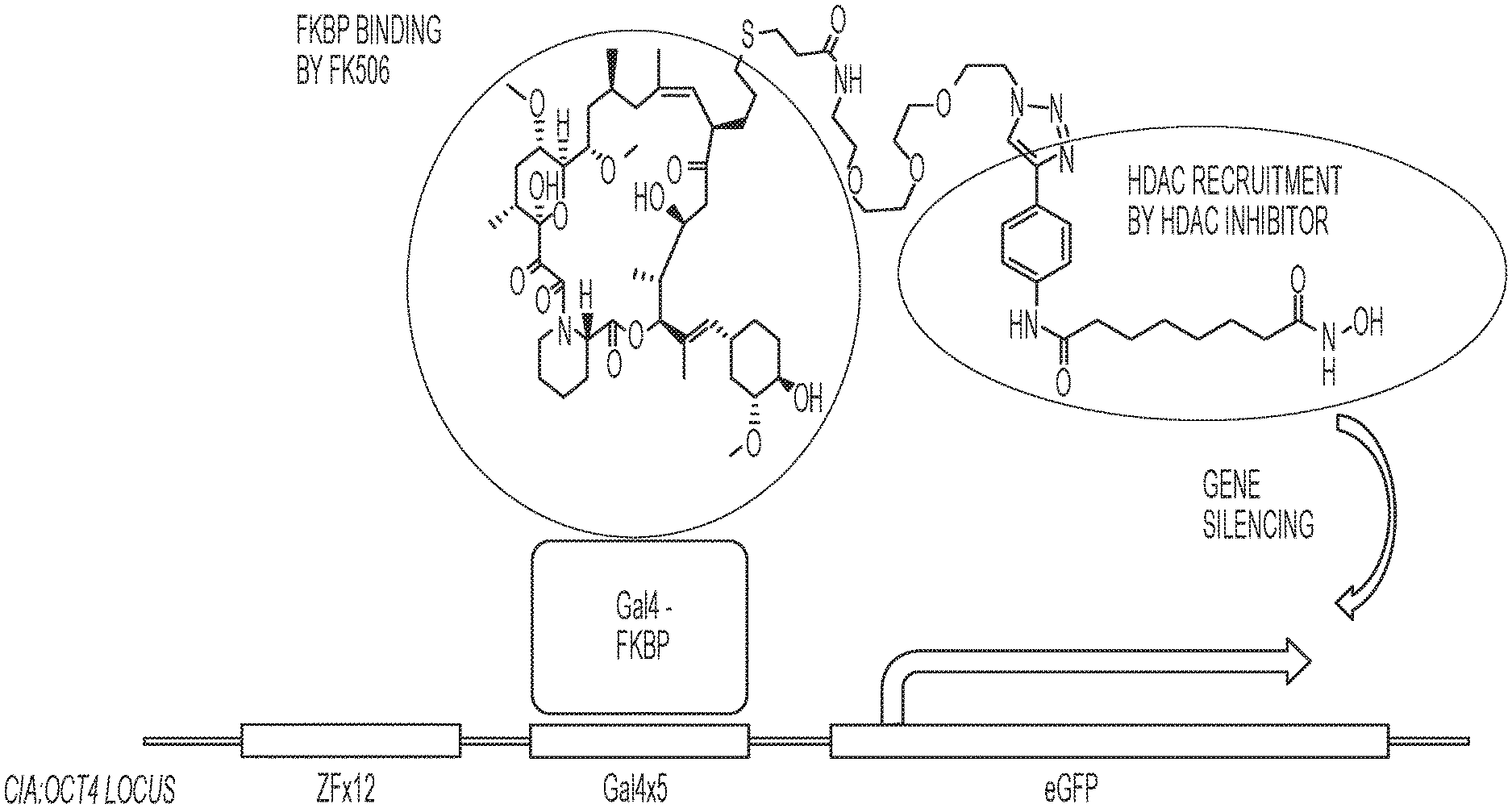 BIFUNCTION CHEMICAL EPIGENENTIC MODIFIERS AND METHODS OF USE. Патент № US  20210355476 МПК C12N9/90 | Биржа патентов - Московский инновационный кластер