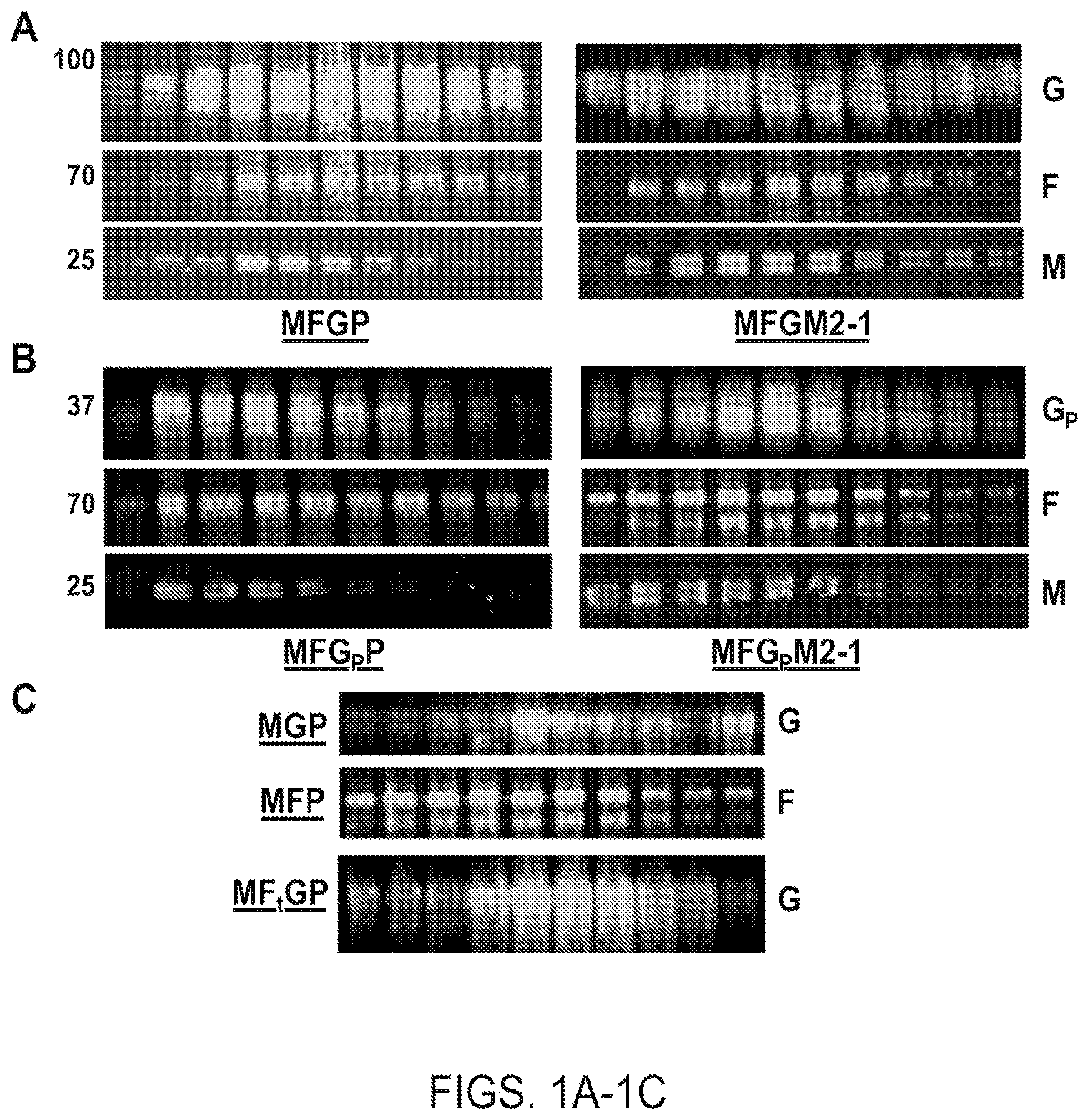 RSV VIRUS-LIKE PARTICLES AND METHODS OF USE THEREOF. Патент № US  20210401969 МПК A61K39/155 | Биржа патентов - Московский инновационный  кластер