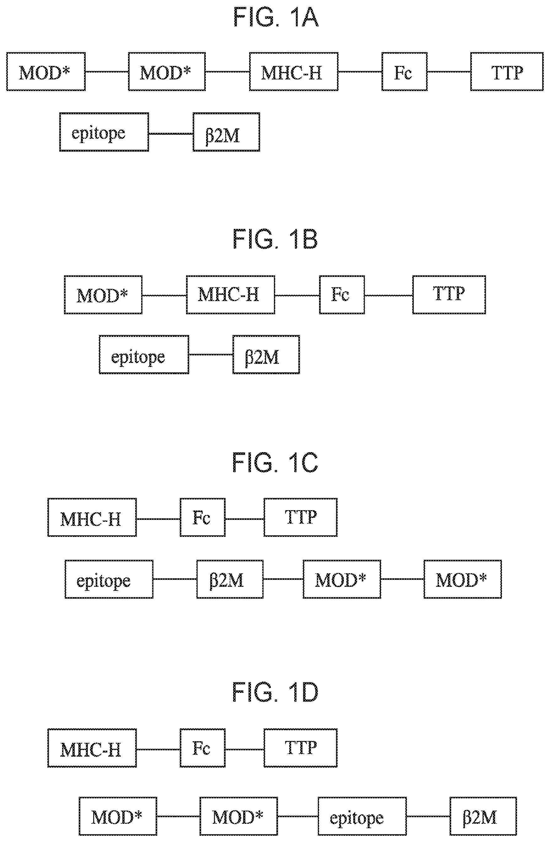 MULTIMERIC T-CELL MODULATORY POLYPEPTIDES AND METHODS OF USE THEREOF.  Патент № US 20220017596 МПК C07K14/74 | Биржа патентов - Московский  инновационный кластер