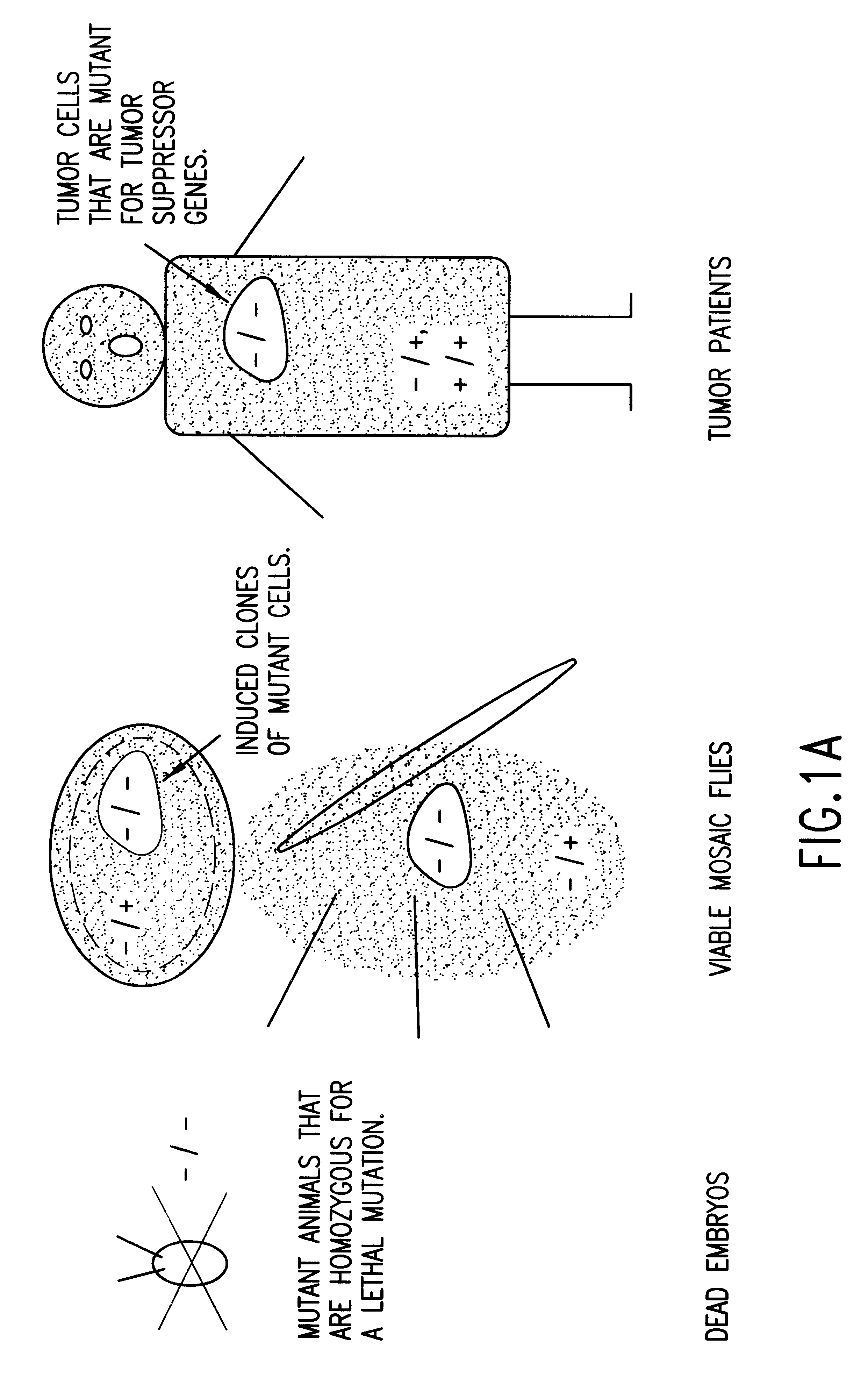 Nucleotide and protein sequences of lats genes and methods based thereon.  Патент № US 0006559285 МПК A61K38/00 | Биржа патентов - Московский  инновационный кластер