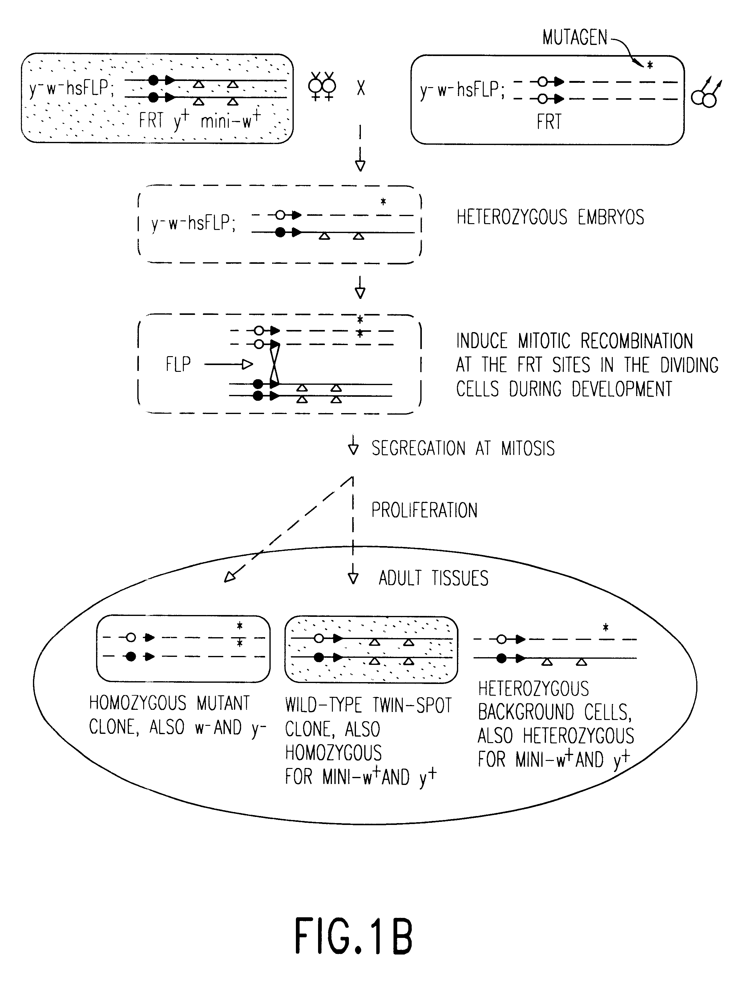 Nucleotide and protein sequences of lats genes and methods based thereon.  Патент № US 0006559285 МПК A61K38/00 | Биржа патентов - Московский  инновационный кластер