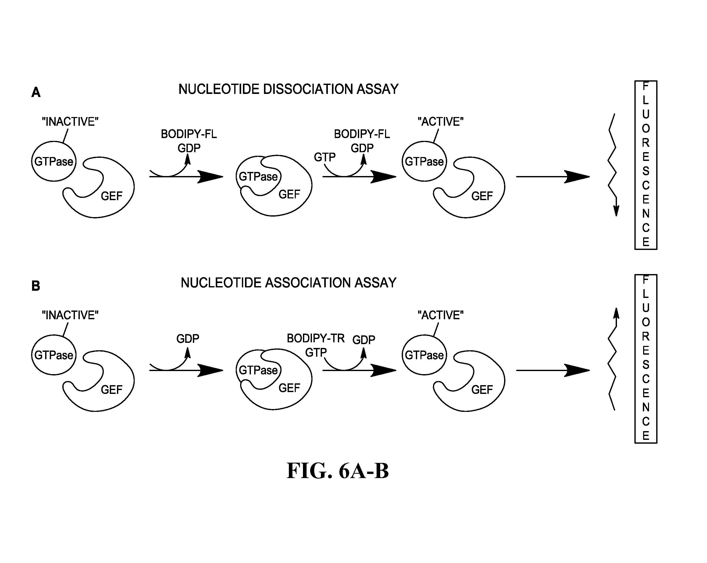 Heat shock (41°C, 1 h) inhibits both Rac and Cdc 42 activation and